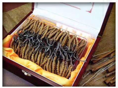 蓬溪冬虫夏草回收